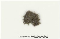 藏品(疏葉鳳尾苔)的圖片